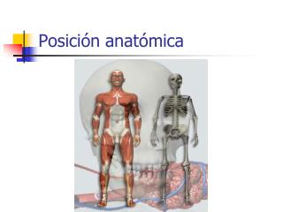 Posición anatómica