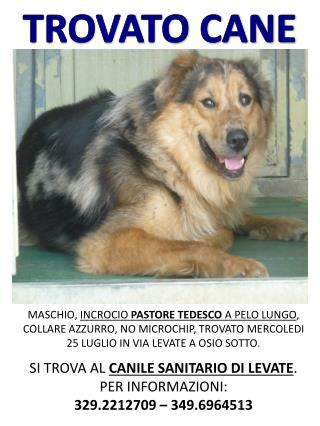 TROVATO CANE