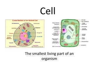 Cell