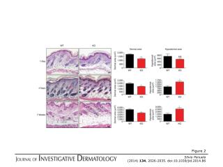Silvia Penuela (2014) 134 , 2026-2035. doi:10.1038/jid.2014.86
