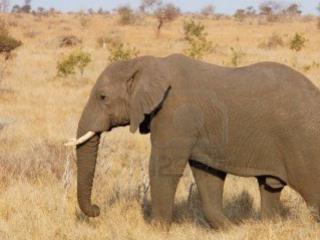 ELEFANTE AFRICANO