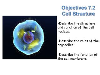 Objectives 7.2 Cell Structure