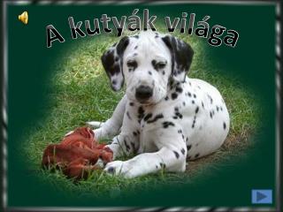 A kuty ák világa