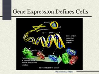 Gene Expression Defines Cells