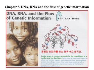 Chapter 5. DNA, RNA and the flow of genetic information