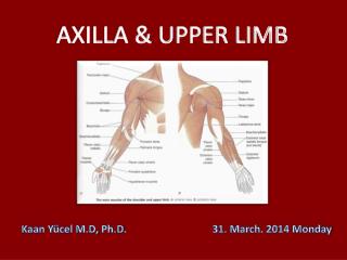 AXILLA &amp; UPPER LIMB