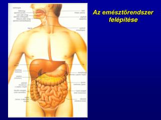 Az emésztőrendszer felépítése