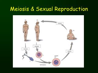 Meiosis &amp; Sexual Reproduction