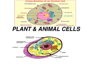 PLANT &amp; ANIMAL CELLS