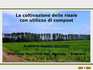 La coltivazione delle risaie con utilizzo di compost