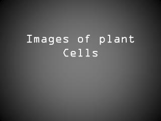 Images of plant Cells