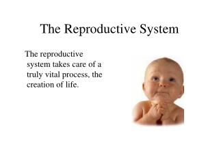 The Reproductive System