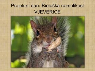 Projektni dan: Biološka raznolikost VJEVERICE