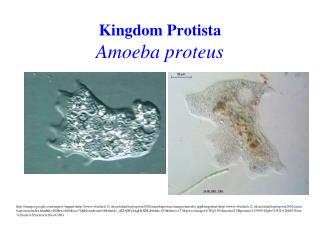 Kingdom Protista Amoeba proteus