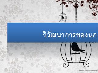 วิวัฒนาการ ของนก