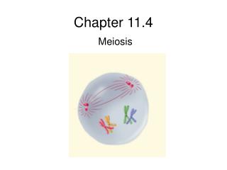 Chapter 11.4