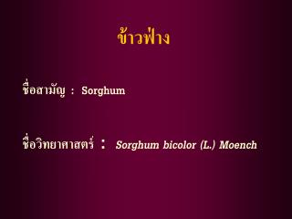 ข้าวฟ่าง