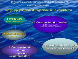 Tre gruppi principali di organismi in un ecosistema