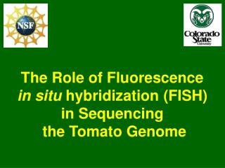 The Role of Fluorescence in situ hybridization (FISH) in Sequencing the Tomato Genome