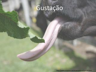 Gustação