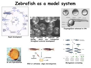 Zebrafish as a model system