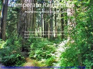 Temperate Rain Forest