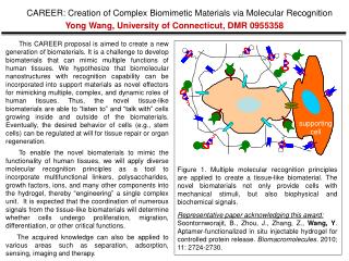 Yong Wang, University of Connecticut, DMR 0955358