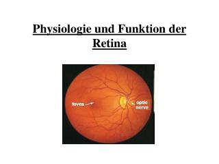 Physiologie und Funktion der Retina