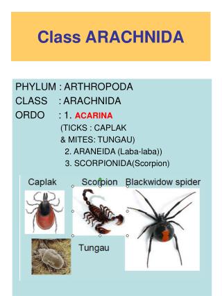 Class ARACHNIDA