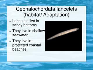 Cephalochordata lancelets (habitat/ Adaptation)