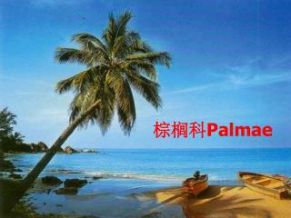 棕榈科 Palmae