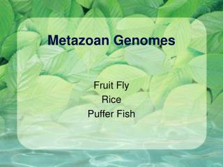 Metazoan Genomes