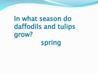 In what season do daffodils and tulips grow?