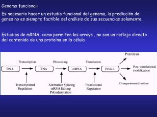 Genoma funcional: