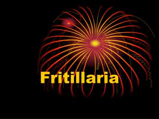 Fritillaria