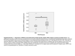 NOX4/HPRT1 mRNA expression