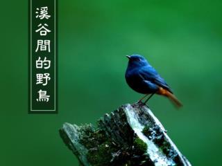 臺灣，是鳥的樂園。 得天獨厚的地理環境，多樣的氣候型態，孕育出各式各樣的留鳥生活。只要用心體會，你就可以聽到鳥兒婉轉的叫聲，以及觀賞牠們多樣的神采。