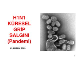 H1N1 KÜRESEL GRİP SALGINI (Pandemi)