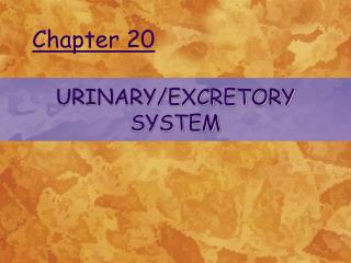 URINARY/EXCRETORY SYSTEM