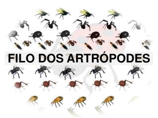 FILO DOS ARTRÓPODES
