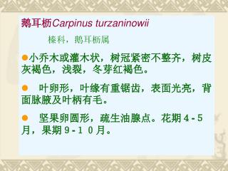 鹅耳枥 Carpinus turzaninowii 　　　榛科，鹅耳枥属 小乔木或灌木状，树冠紧密不整齐，树皮灰褐色，浅裂，冬芽红褐色。 　叶卵形，叶缘有重锯齿，表面光亮，背面脉腋及叶柄有毛。