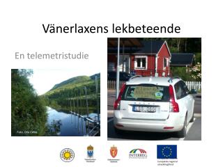 Vänerlaxens lekbeteende