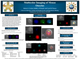 Multicolor Imaging of Mouse Oocytes