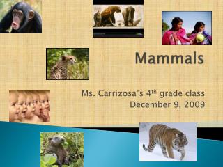 Mammals