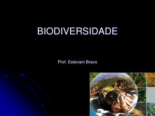 BIODIVERSIDADE Prof. Estevam Bravo