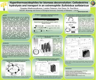 C. Sso1354 promotes the consumption of longer cellodextrins