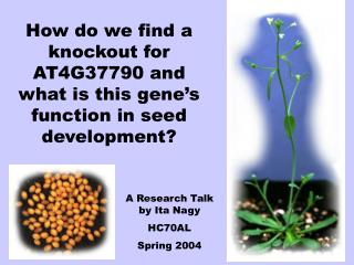 How do we find a knockout for AT4G37790 and what is this gene’s function in seed development?