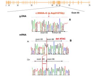 g.DNA