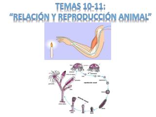 TEMAS 10-11: “RELACIÓN Y REPRODUCCIÓN ANIMAL”