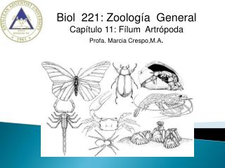 Biol 221: Zoología General Capítulo 11: Fílum Artrópoda Profa. Marcia Crespo,M.A .